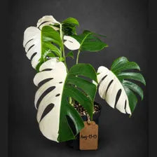 Variegated Monstera Albo - Half-Moon Leaf (Aug-19-13)