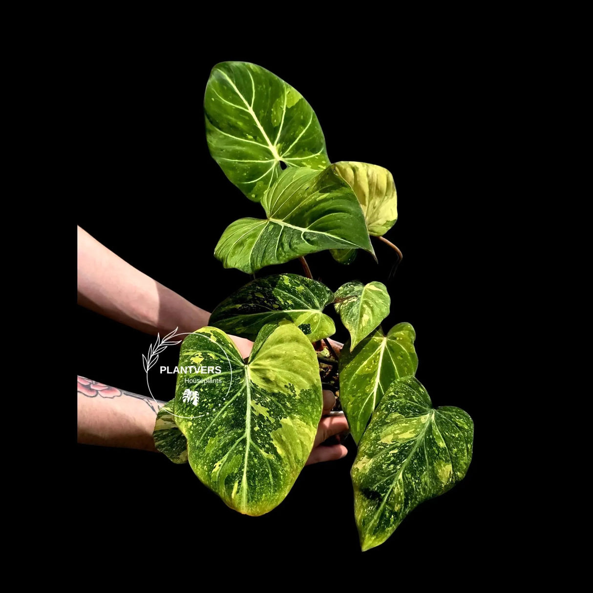Philodendron Gloriosum Tricolor Plant - Super Rare Velvet Leaf Aroid Plant - (May-21-36)