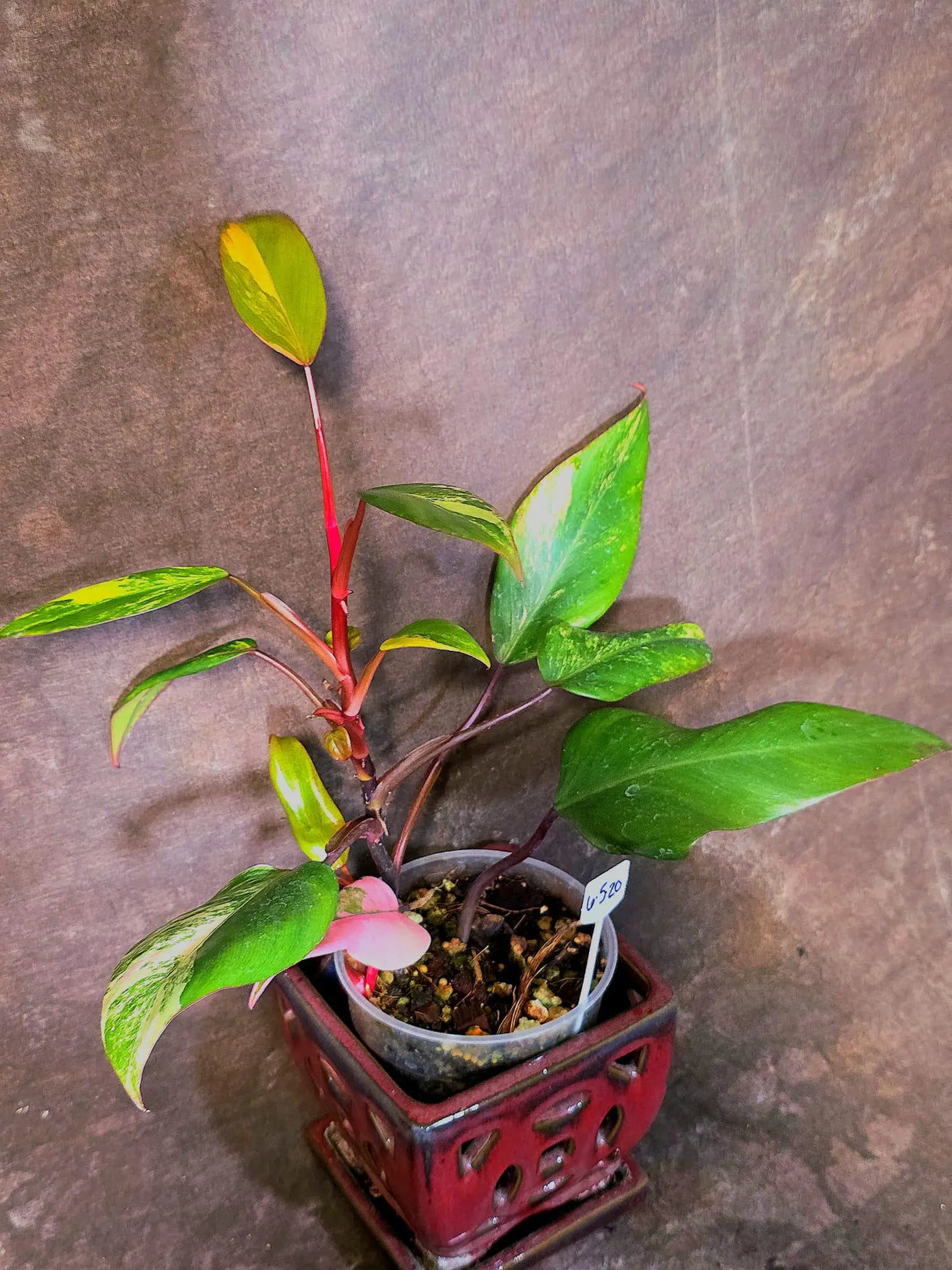 Variegated Philodendron Strawberry Shake Live Plant - EXACT Plant - (6-5-20)