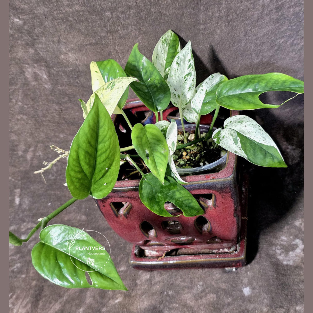 Epipremnum Pinnatum Albo Variegated - Climbing Aroid - (June-25-26)