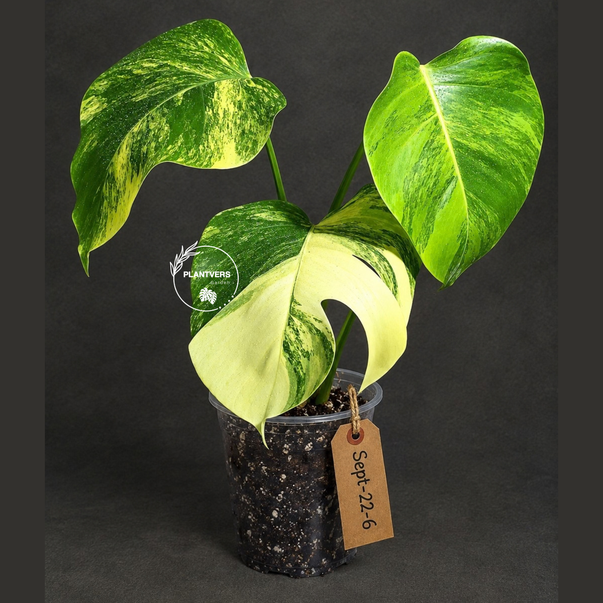 Monstera Borsigiana Aurea Variegated Plant - (Sep-22-6)