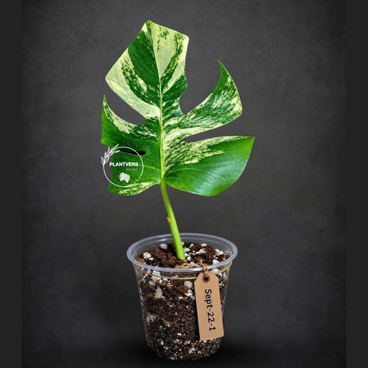 Variegated Monstera Albo - White Albo Borsigiana (Sep-22-1)