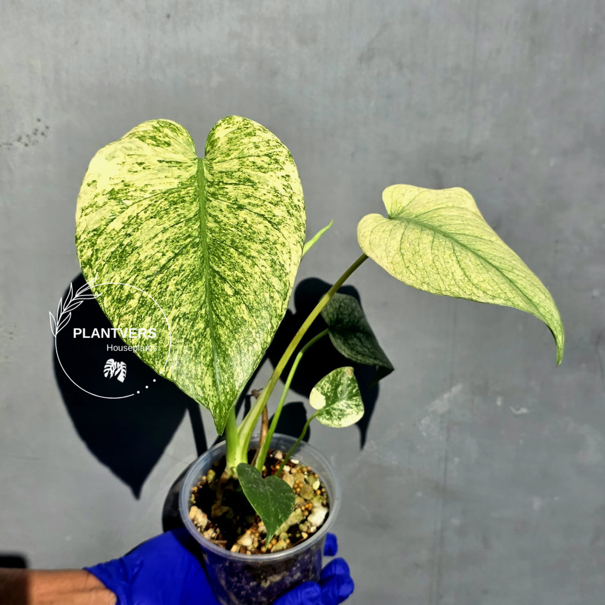 Variegated Monstera Deliciosa Mint - Rare Mint Monstera - (June-23-13)