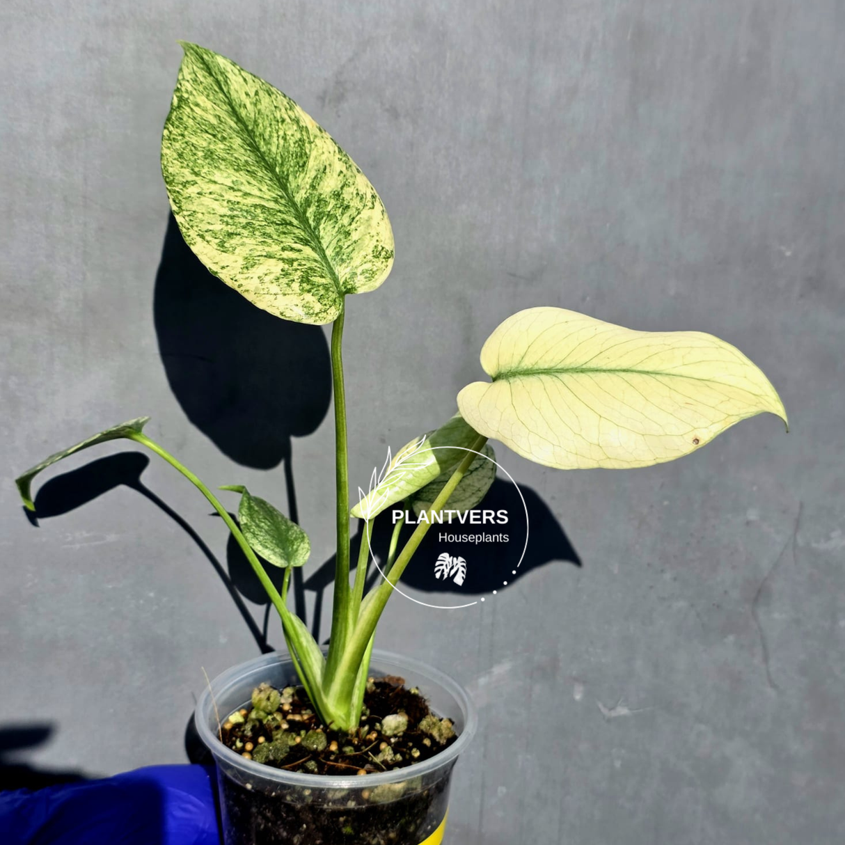Variegated Monstera Deliciosa Mint - Rare Mint Monstera - (June-23-11)