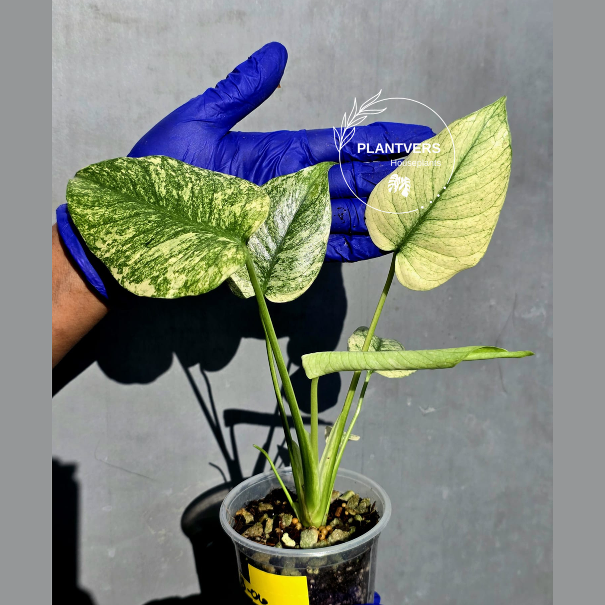 Variegated Monstera Deliciosa Mint -Rare Mint Monstera - (June-23-06)
