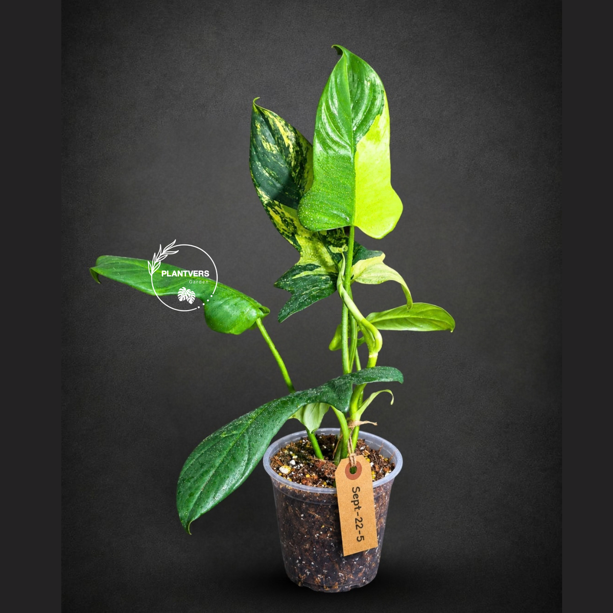 Variegated Philodendron Bipennifolium “Violin” (Sep-22-5)