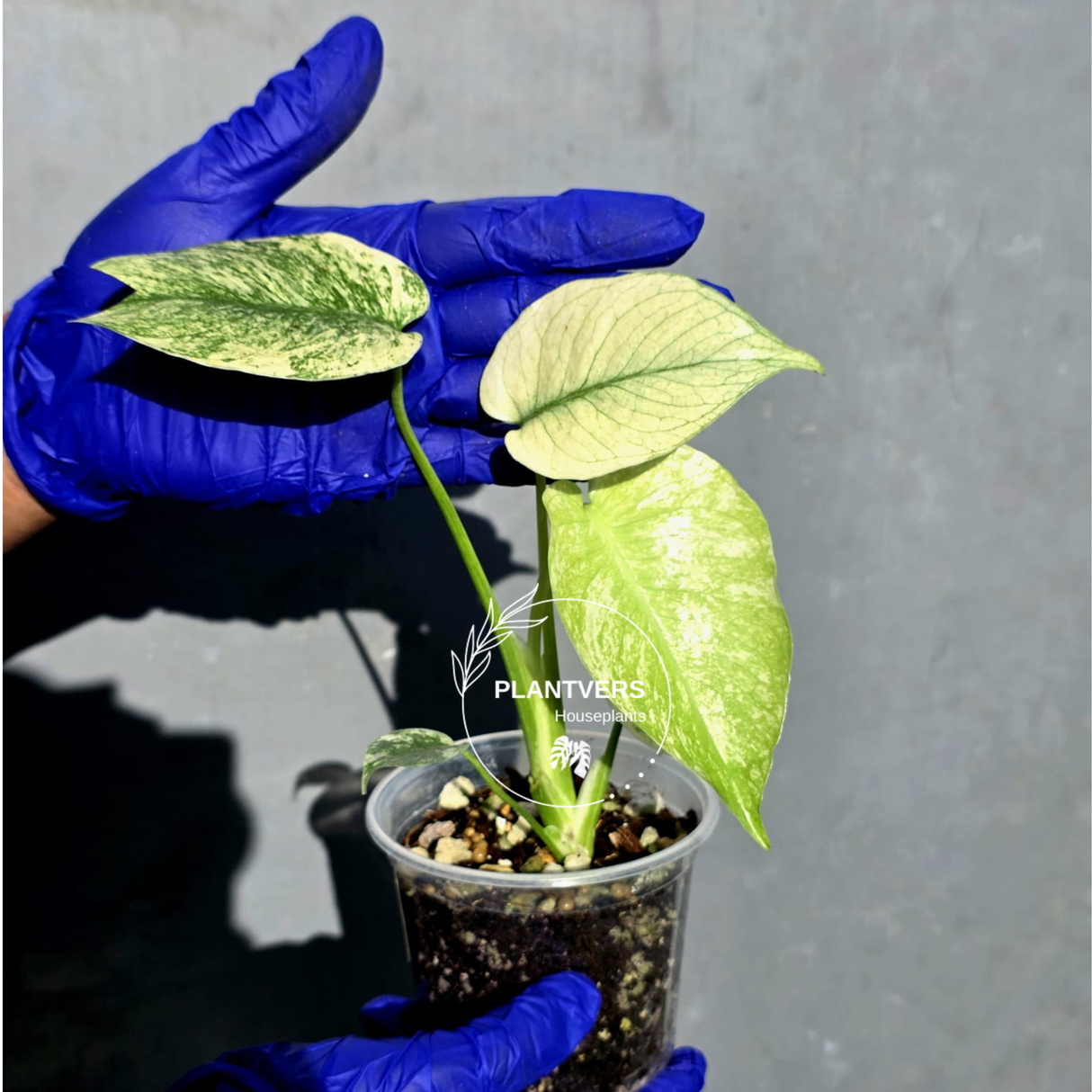 Variegated Monstera Deliciosa Mint - Rare Mint Monstera - (June-23-14)