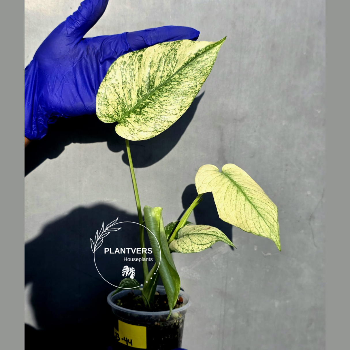 Variegated Monstera Deliciosa Mint - Rare Mint Monstera - (June-23-44)