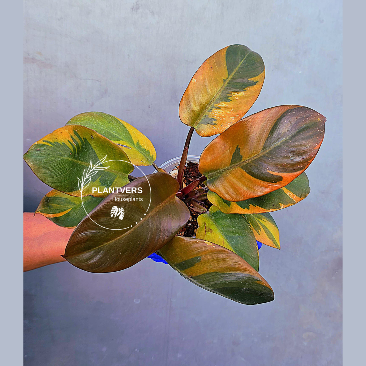 Variegated Black Cardinal Philodendron – Rare Collector Plant (June-22-51)