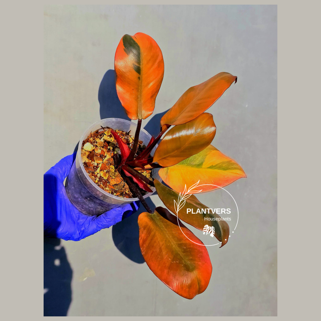 Variegated Black Cardinal Philodendron – Rare Collector Plant (June-23-17)