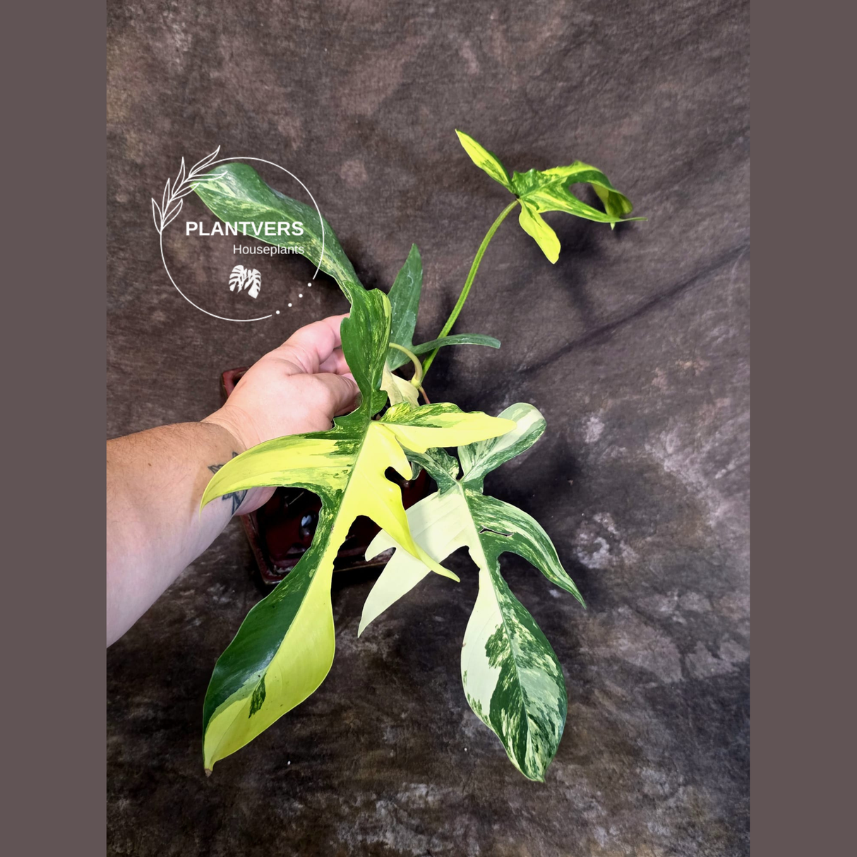 Variegated Philodendron Florida Beauty - Rare Collector Plant - (June-25-03)