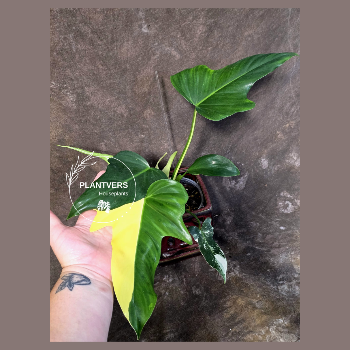 Variegated Golden Dragon Philodendron - Exact Plant (June-25-05)