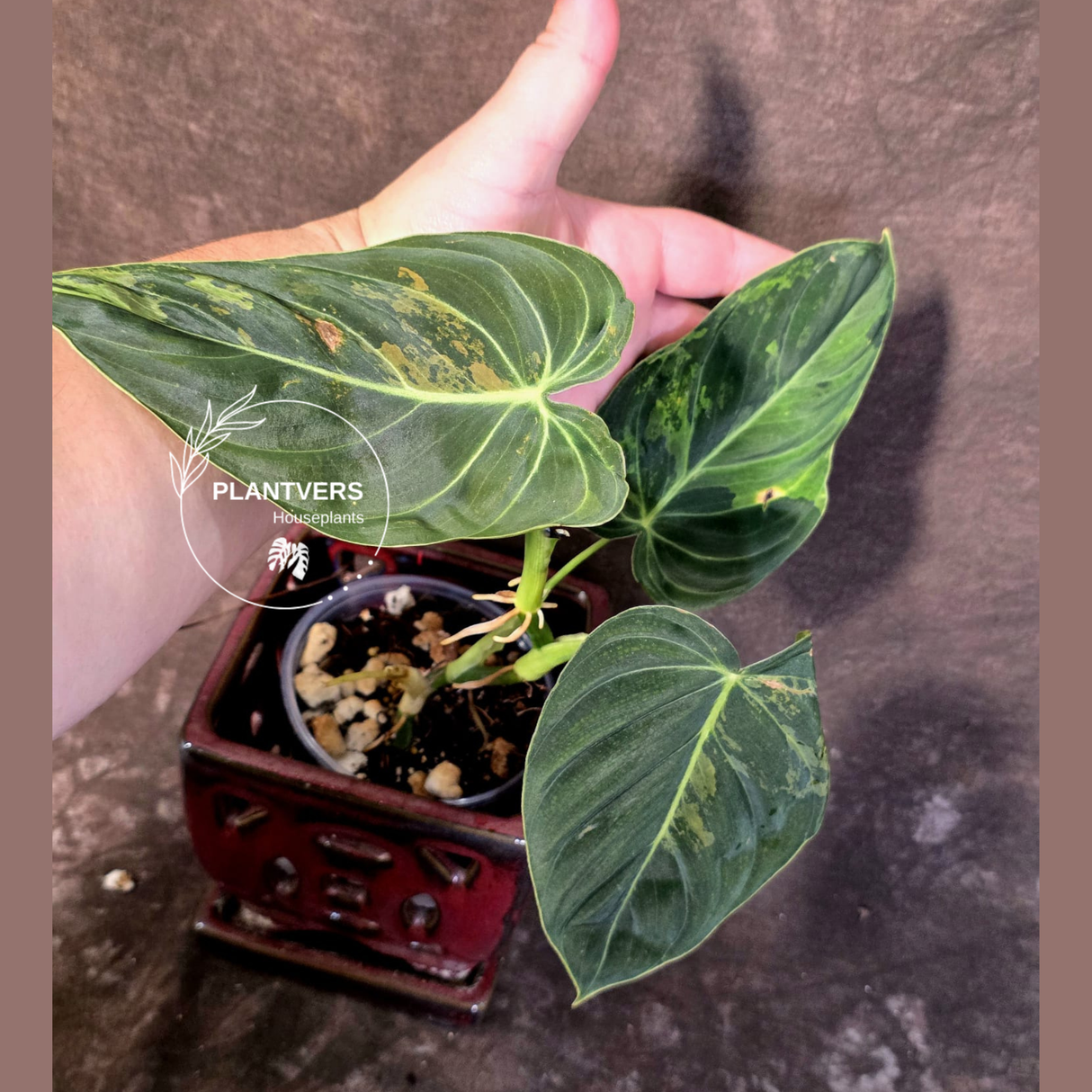 Philodendron Melanochrysum Variegated - Rare Tropical Plant - (June-25-06)