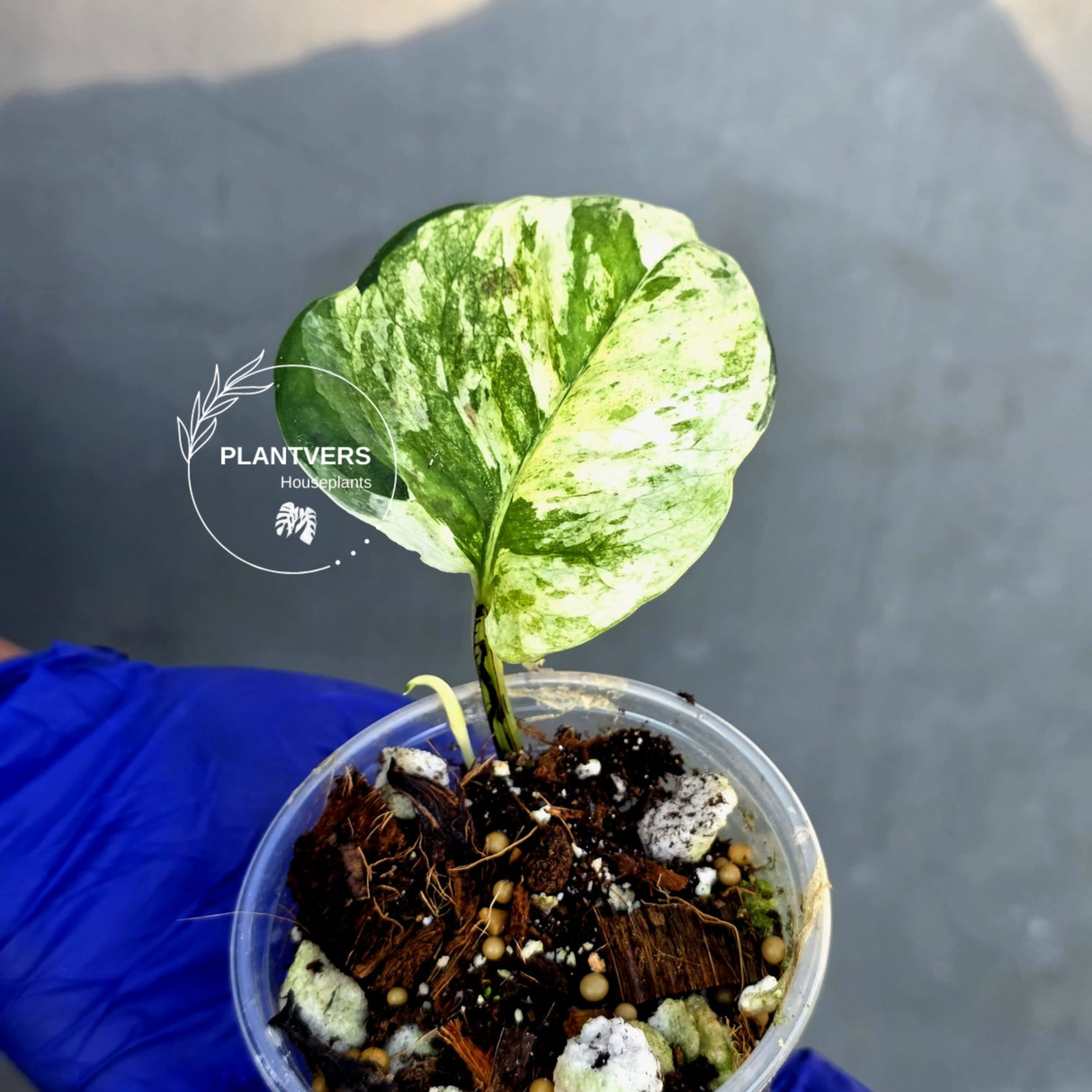 Epipremnum Global Japan - EXACT Japanese Global Pothos - (June-22-122)