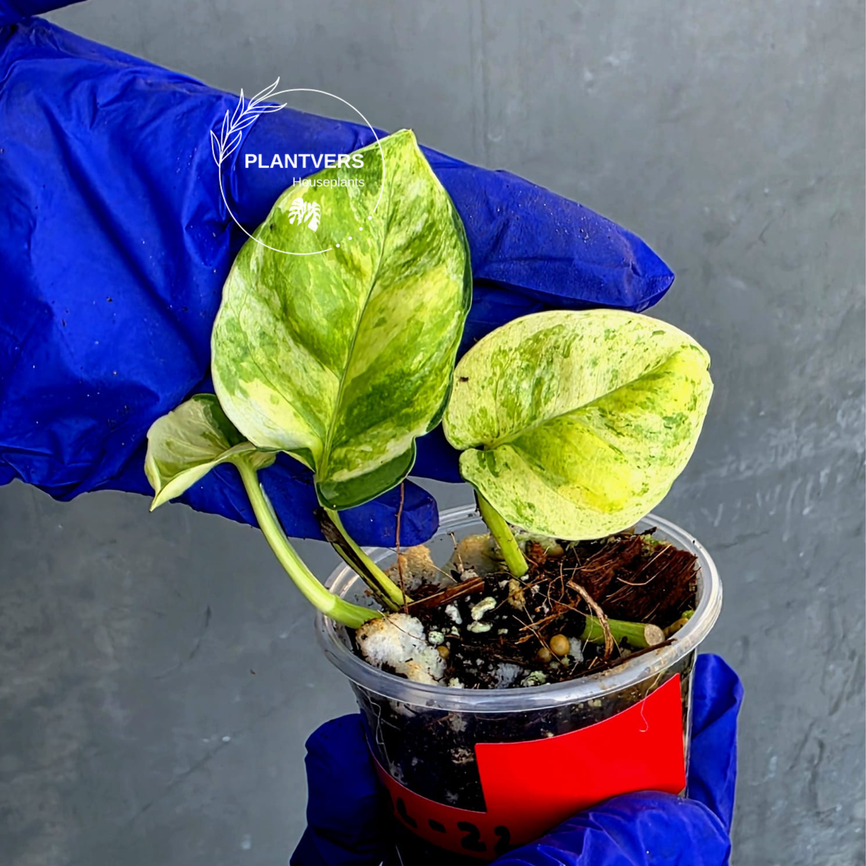 Epipremnum Global Japan - EXACT Japanese Global Pothos - (June-22-112)