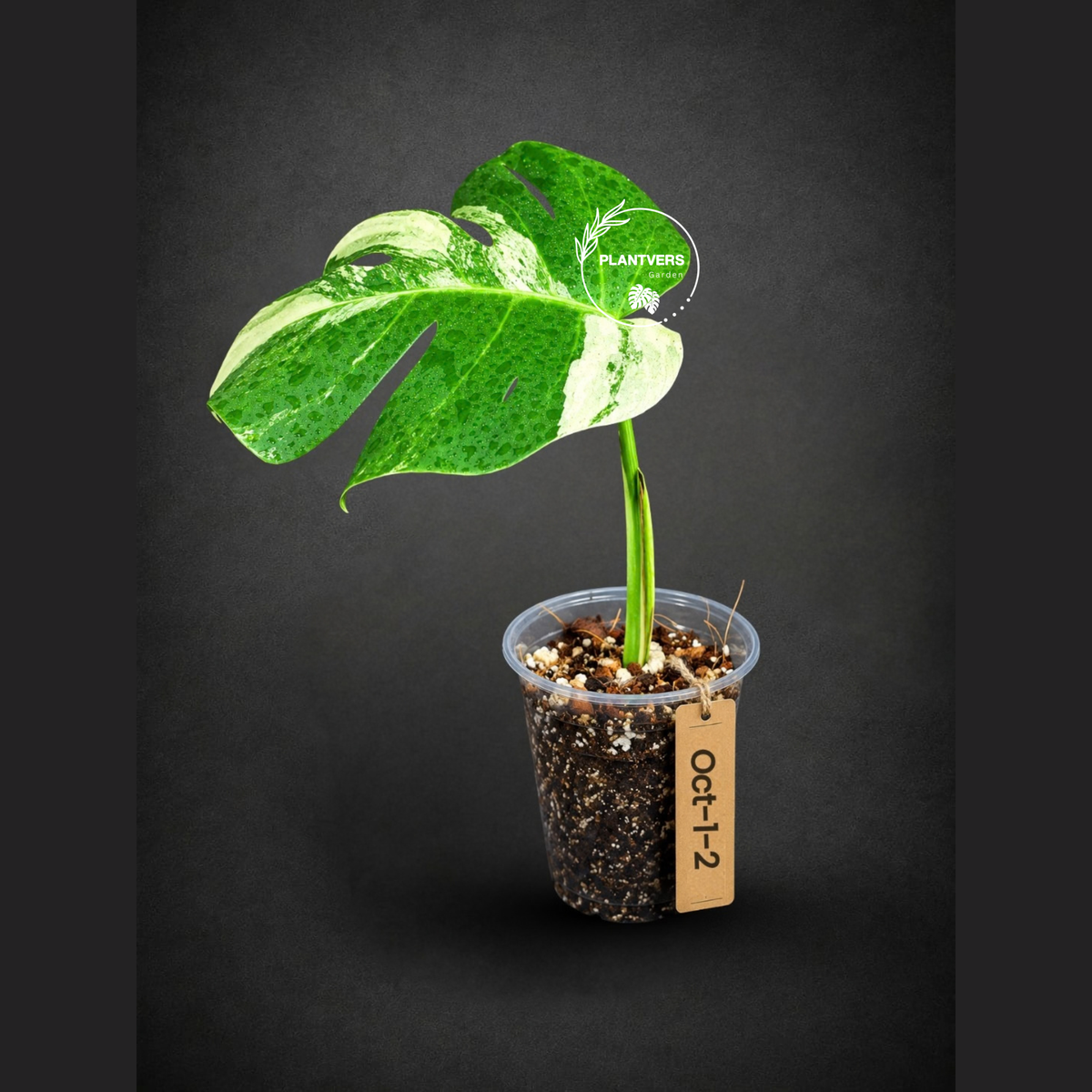 Monstera Borsigiana Aurea Variegated (Oct-1-2)
