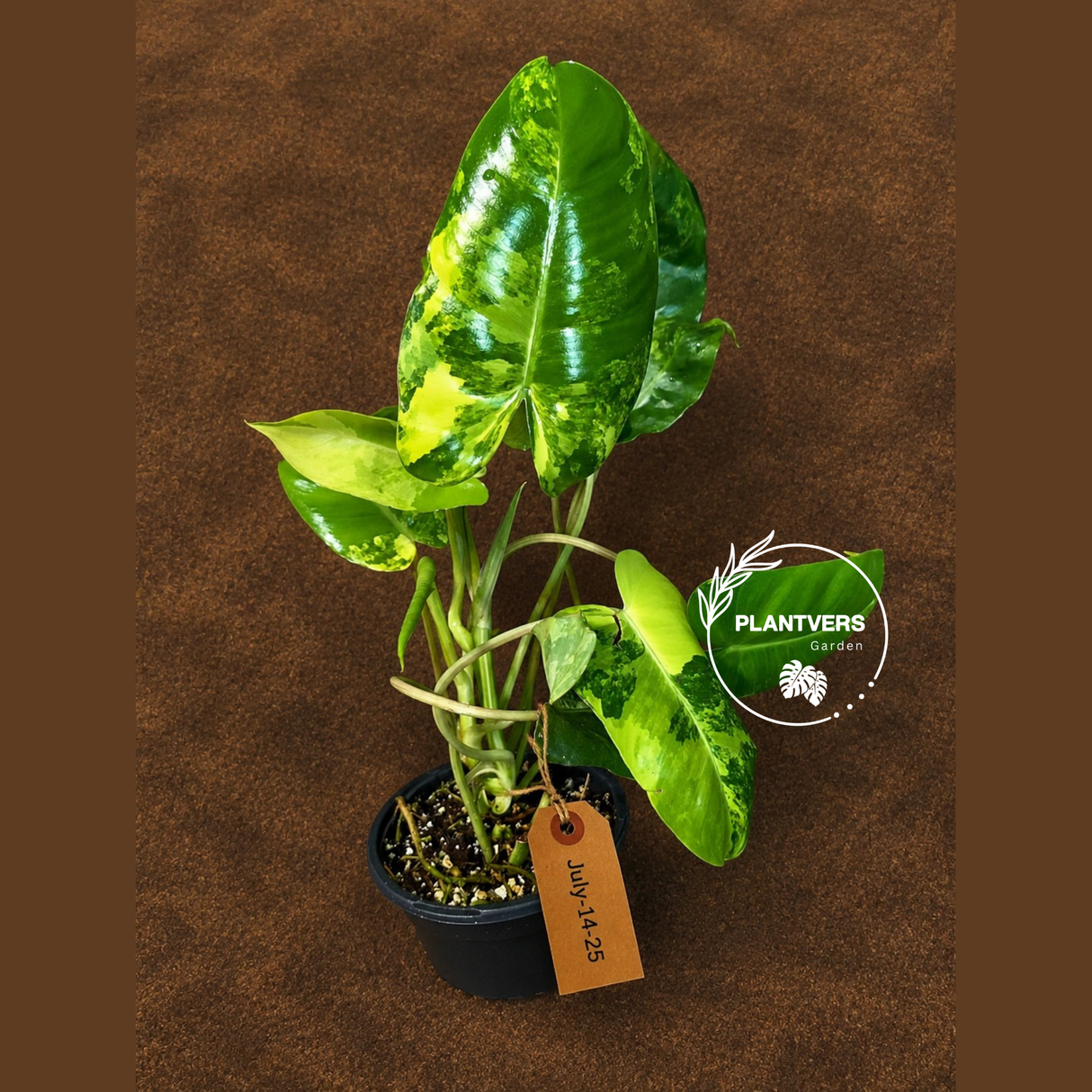 Variegated Burle Marx Philodendron - Rare Aroid - US Seller (July-14-25)
