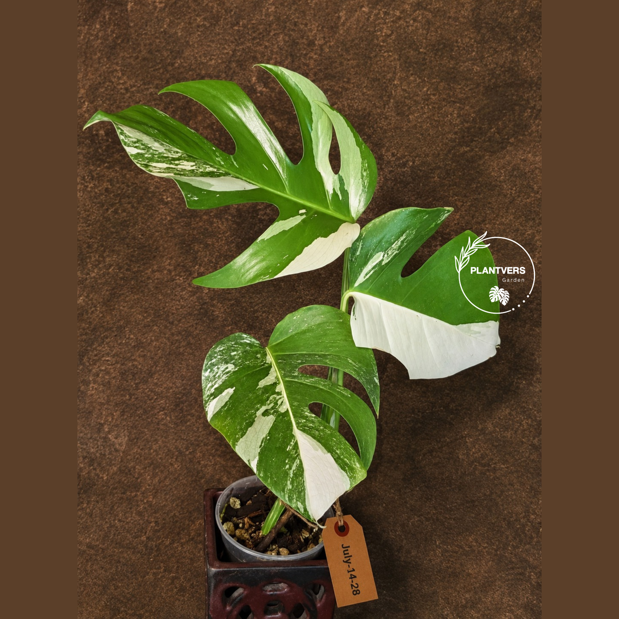 Variegated Monstera Albo - White Monstera - US Seller (July-14-28)