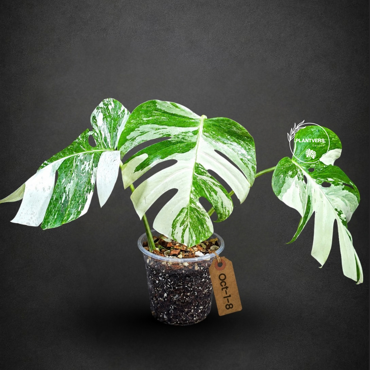 Variegated Monstera Albo - White Albo Borsigiana - (Oct-1-8)