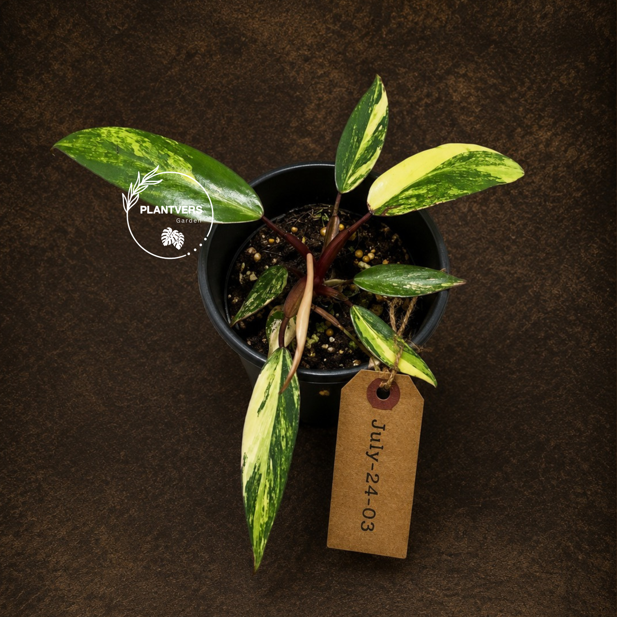 Variegated Philodendron Strawberry Shake - EXACT Plant - (July-24-03)