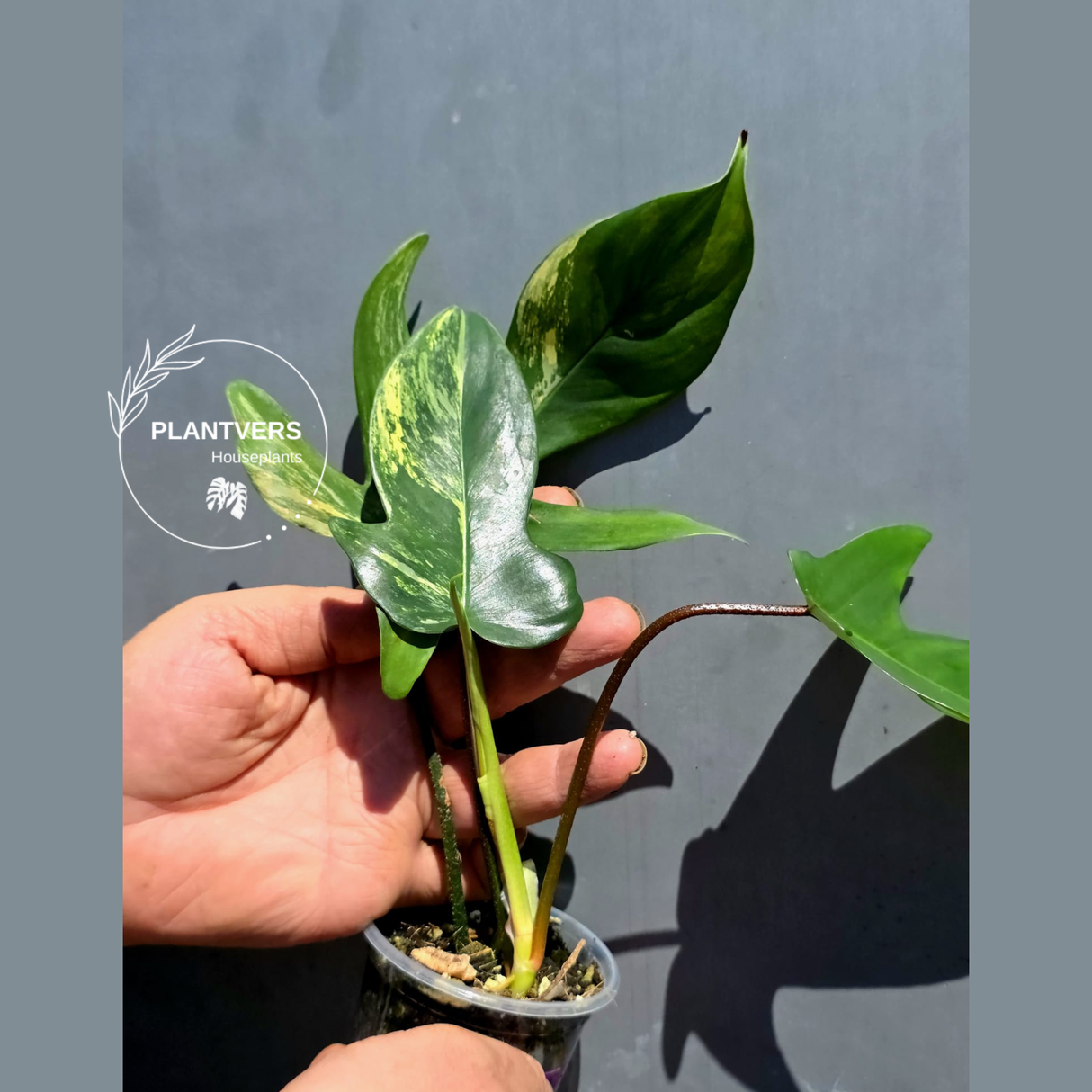Variegated Philodendron Florida Beauty – Exact Plant – (May-29-89)