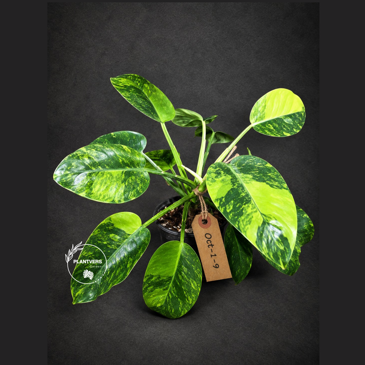 Variegated Philodendron Green Congo Hybrid - (Oct-1-9)