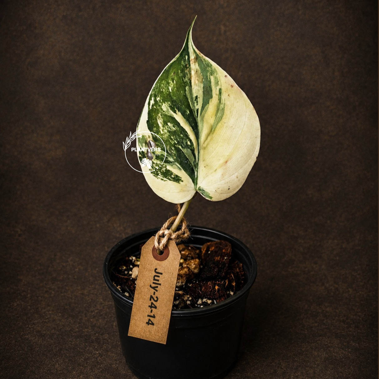 Variegated Philodendron Mican Aurea - Rare Exact Plant - (July-24-14)