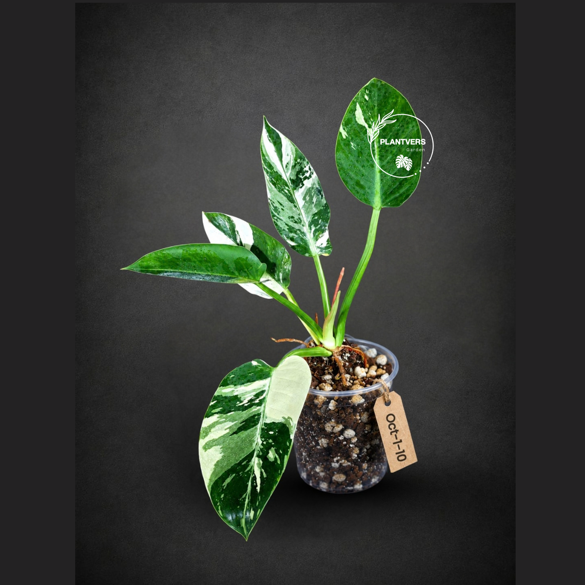 Variegated Philodendron Green Congo Original - (Oct-1-10)