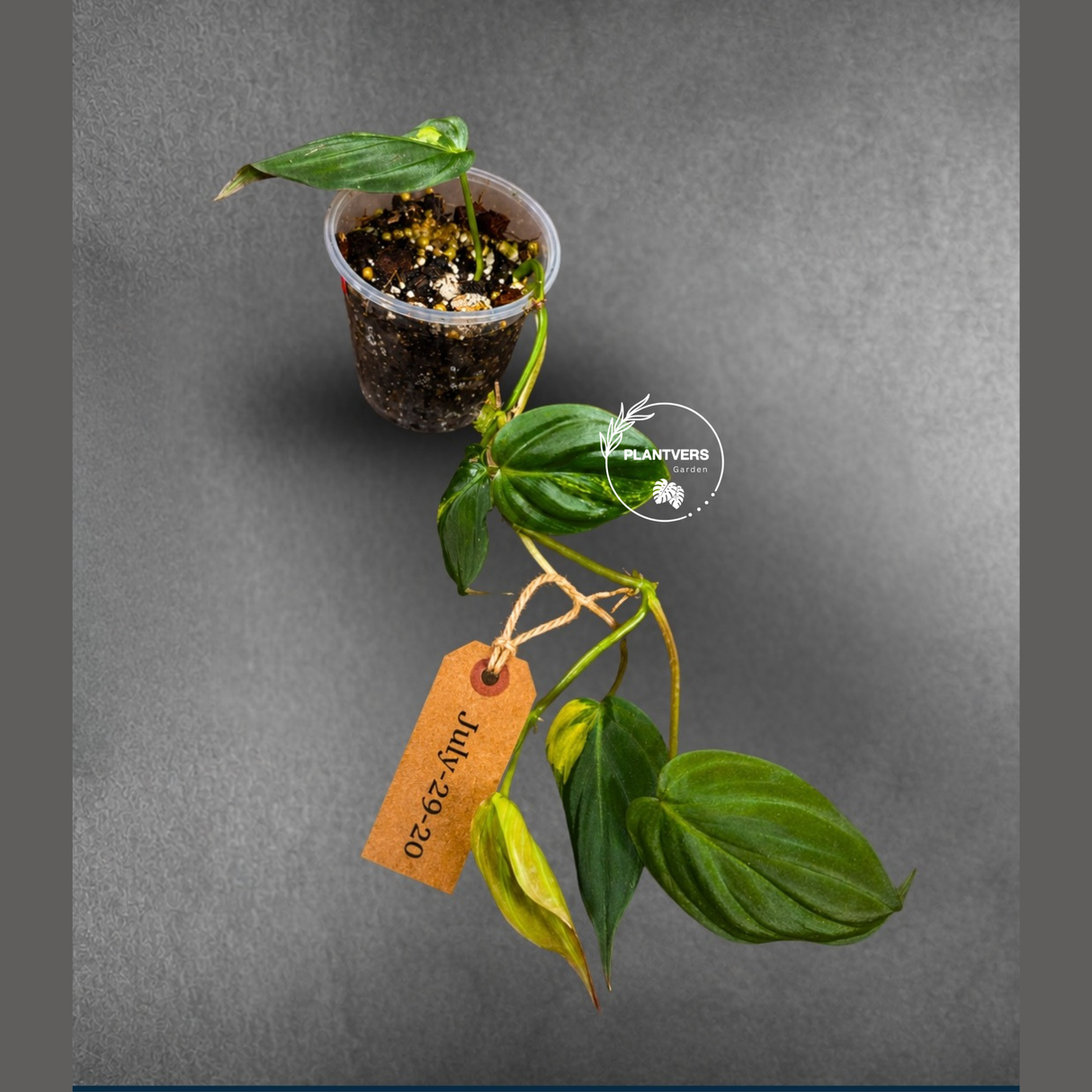 Variegated Philodendron Mican Aurea - (July-29-20)
