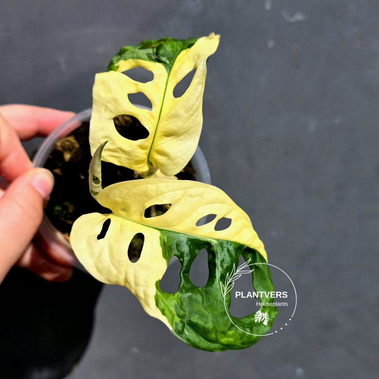 Variegated Monstera Adansonii Albo - Swiss Cheese Plant - (May-29-88)
