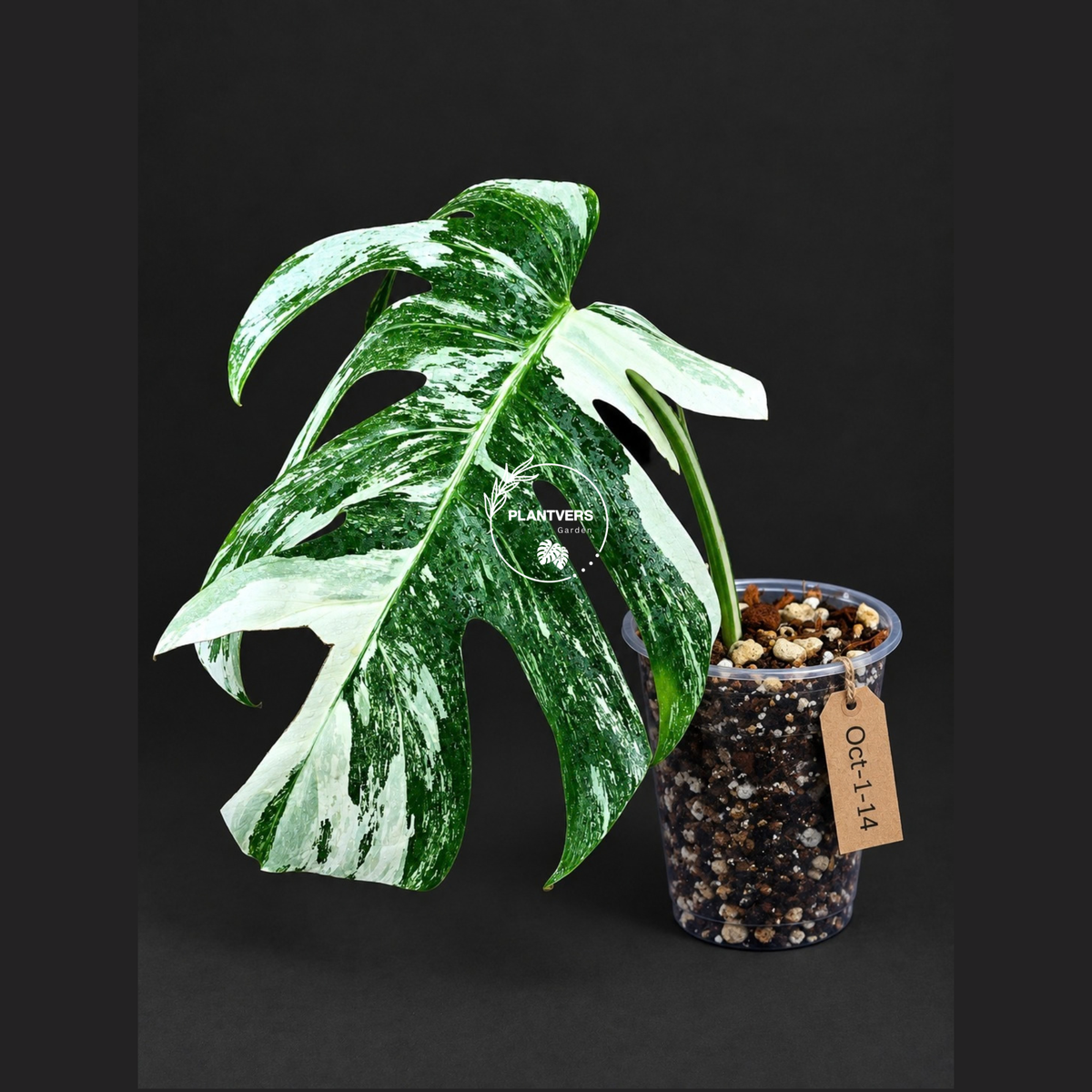 Variegated Monstera Albo - White Albo Borsigiana - (Oct-1-14)