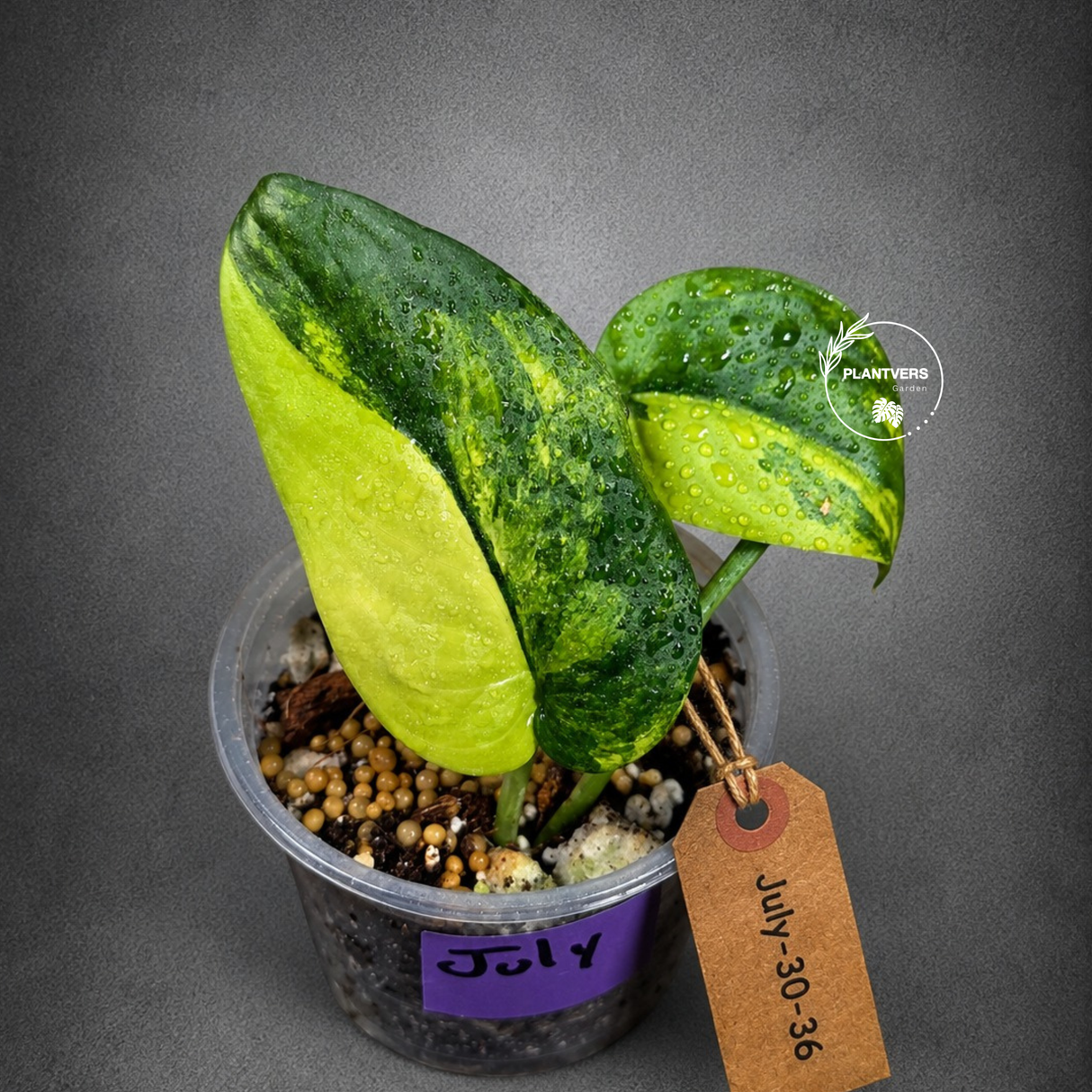 Scindapsus Jade Satin Variegated - Yellow Variegation - (July-30-36)