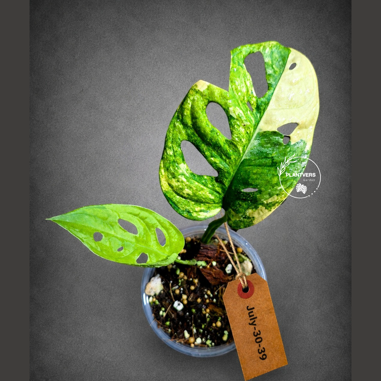 Monstera Adansonii Aurea Variegated - Swiss Cheese Premium (July-30-39)