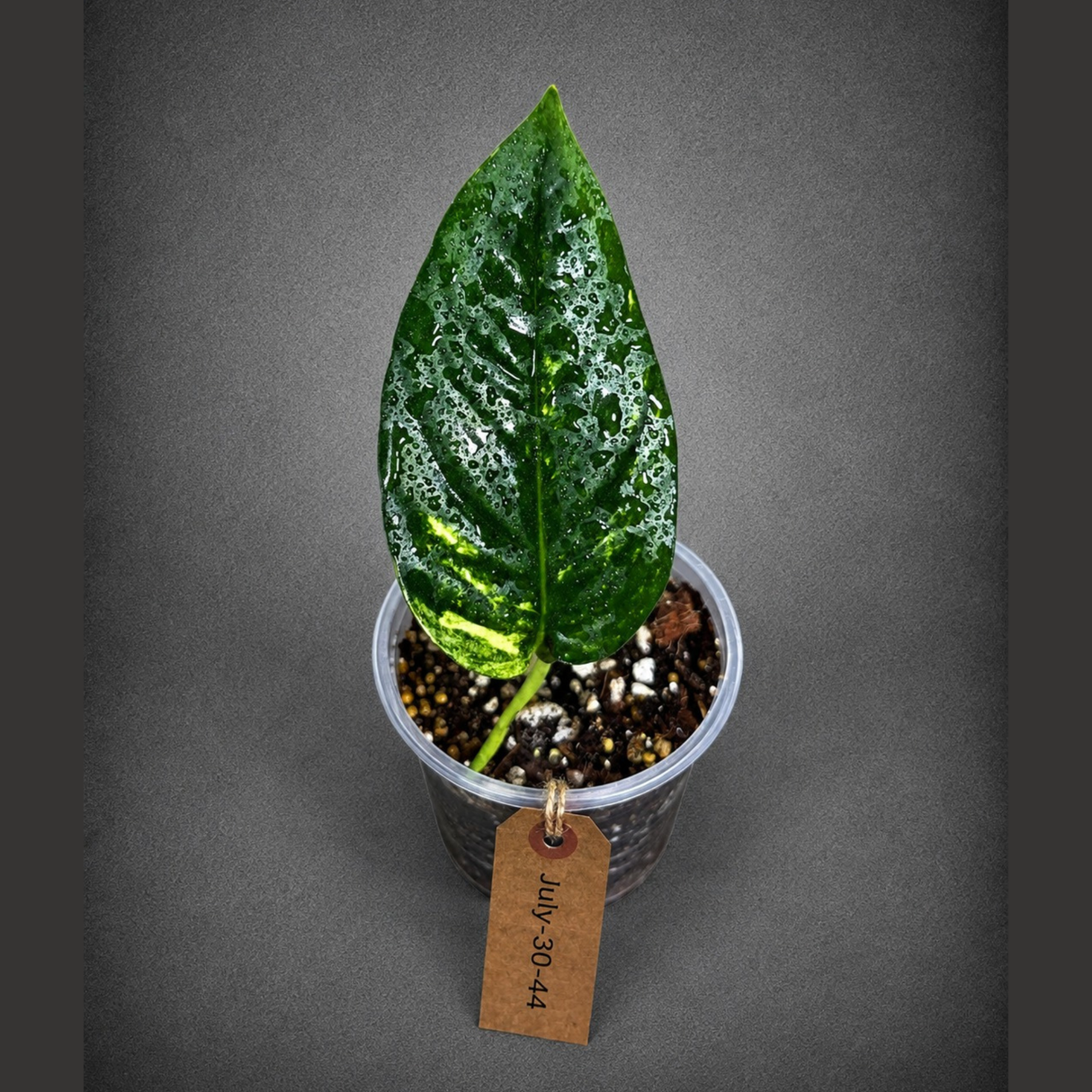 Rare Variegated Golden Flame Epipremnum Pinnatum – Exact Plant – (July-30-44)