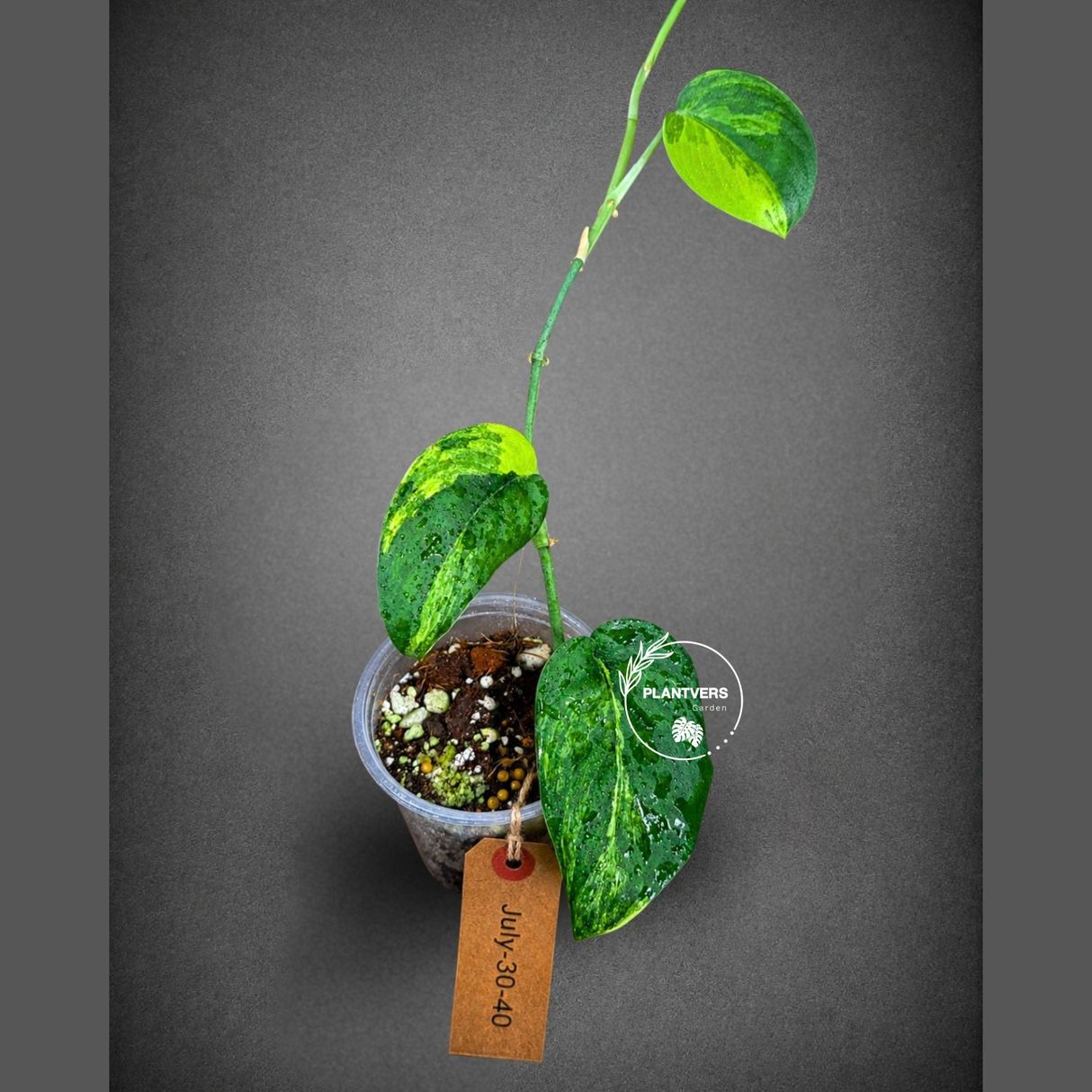 Scindapsus Jade Satin Variegated - Yellow Variegation - (July-30-40)