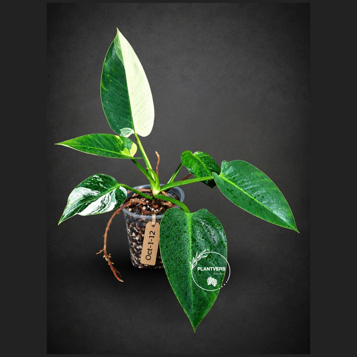 Variegated Philodendron Green Congo Original - (Oct-1-12)