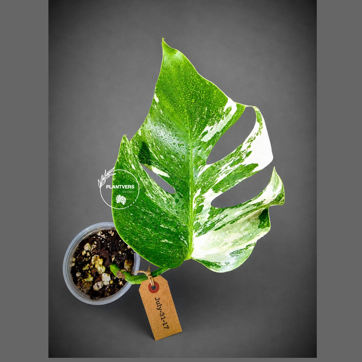 High Variegated Monstera Albo - Rare EXACT Plant - (July-31-17)