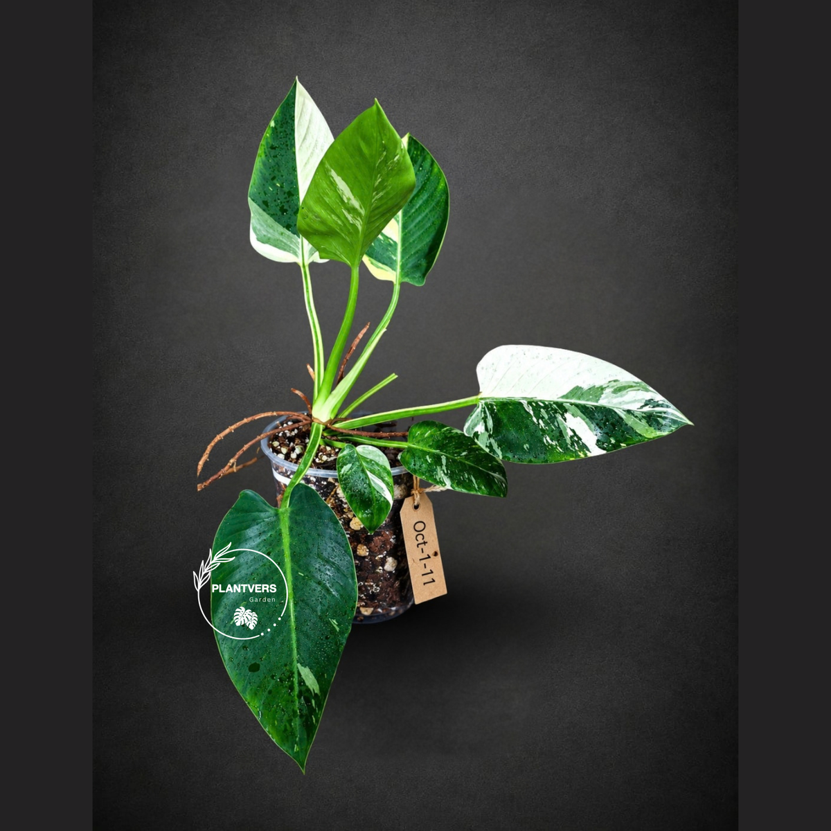 Variegated Philodendron Green Congo Original - (Oct-1-11)