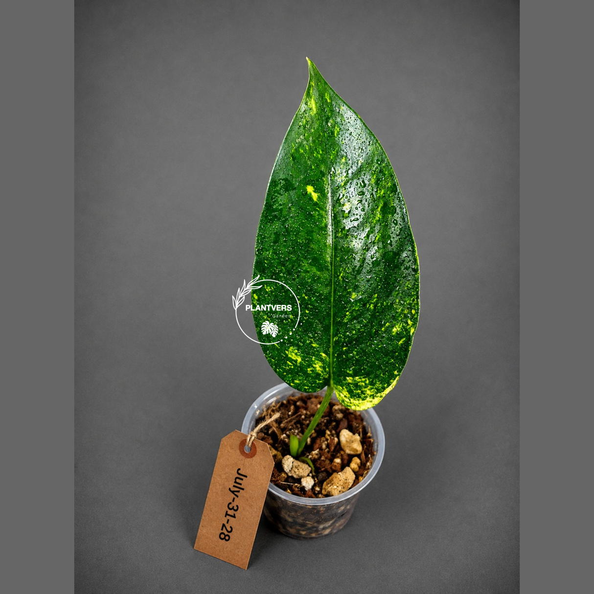 Rare Variegated Golden Flame Epipremnum Pinnatum – Exact Plant – (July-31-28)