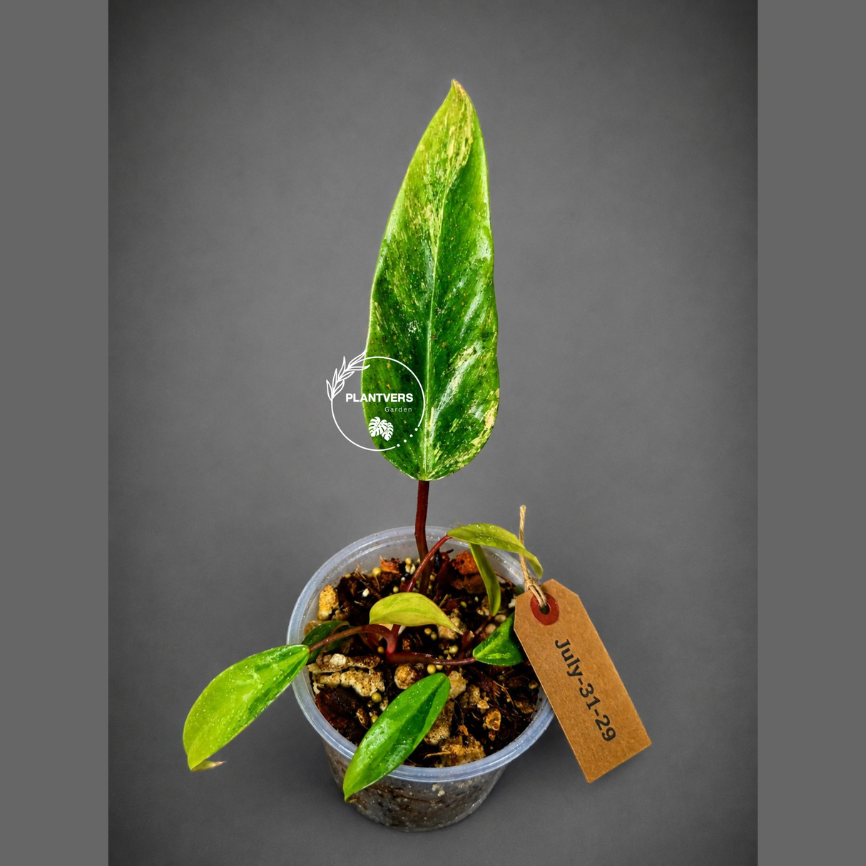 Variegated Philodendron Strawberry Shake - EXACT Plant - (July-31-29)