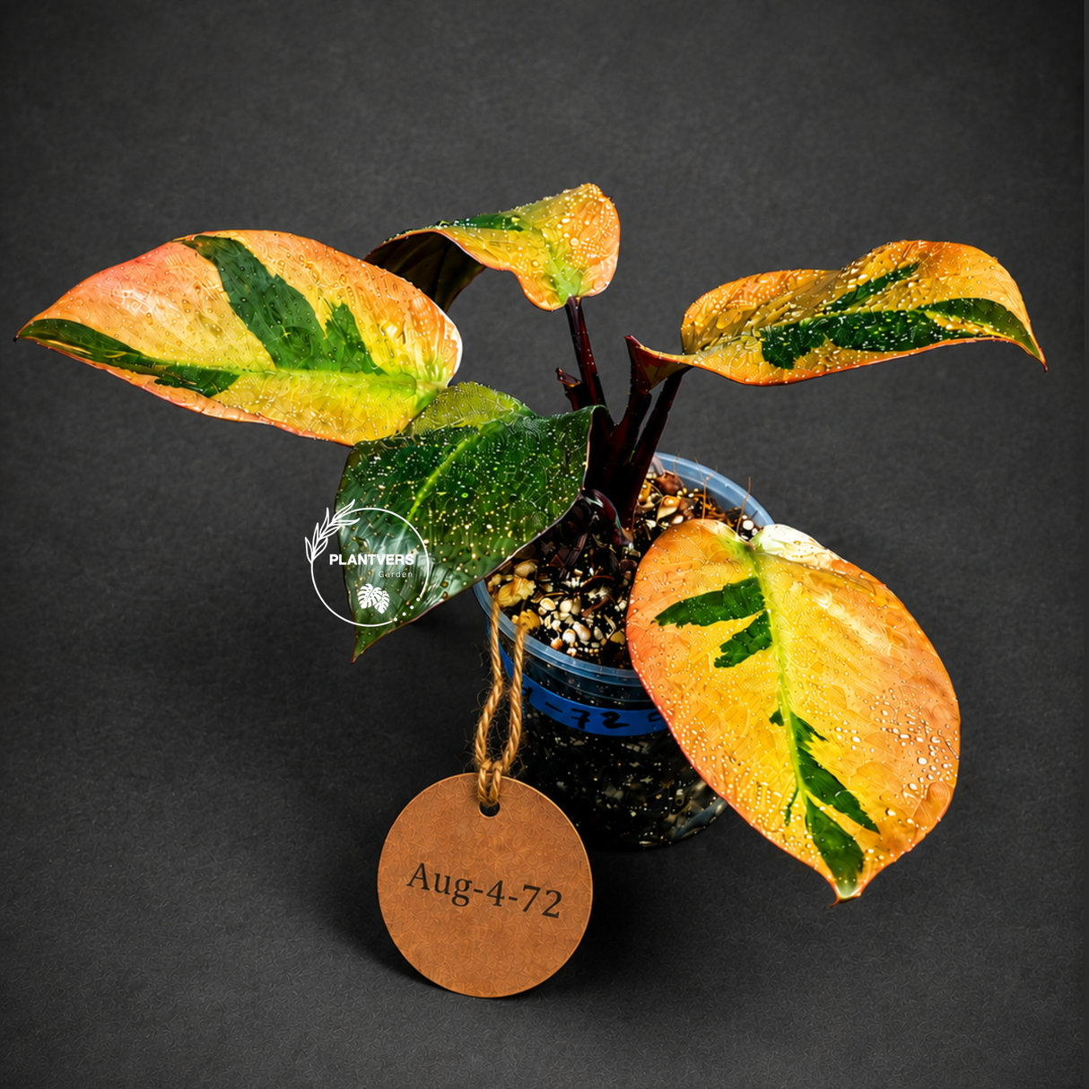 Variegated Black Cardinal Philodendron - Exact Plant - (Aug-4-72)