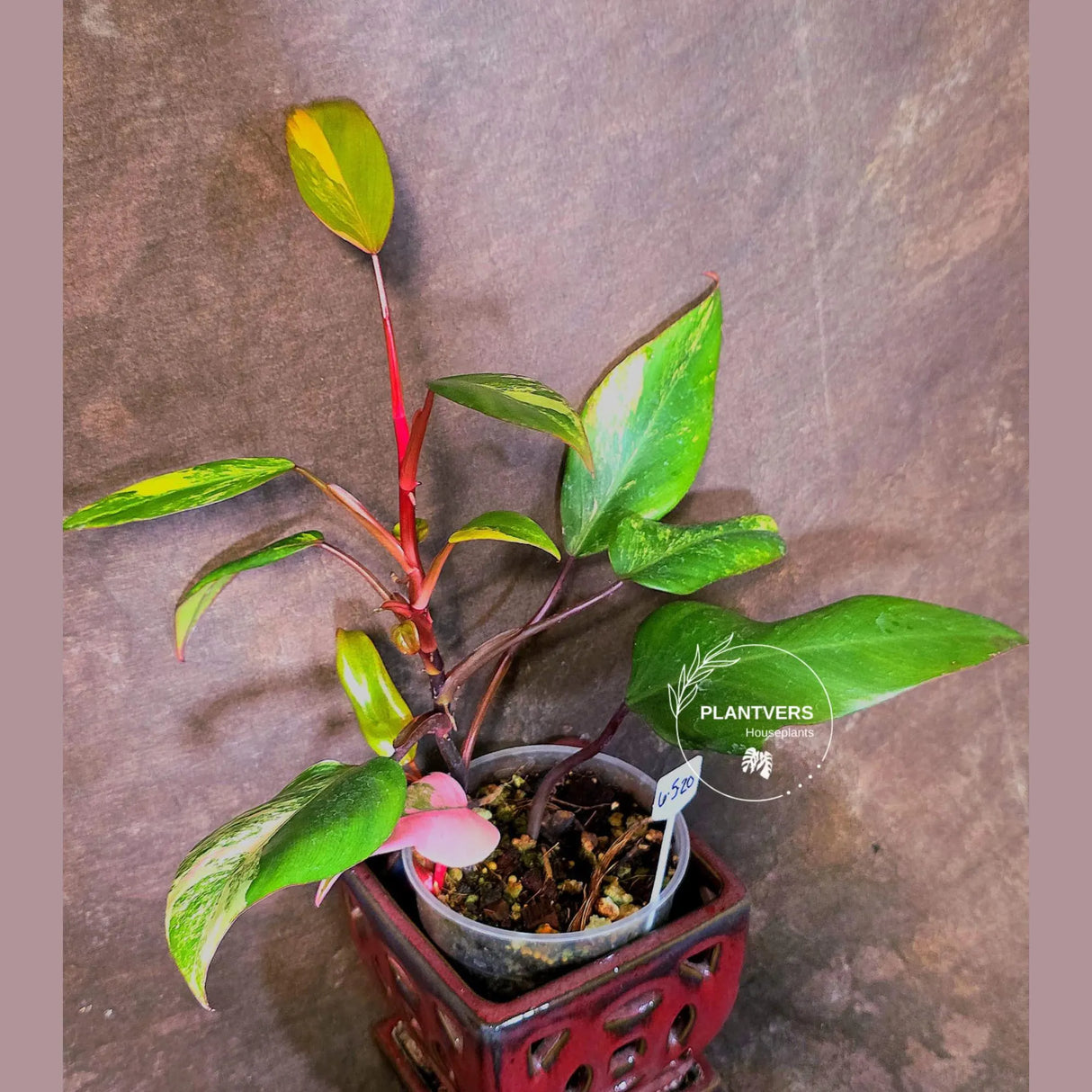 Variegated Philodendron Strawberry Shake Live Plant - EXACT Plant - (6-5-20)