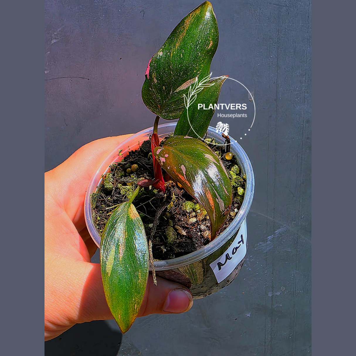 Variegated Philodendron Red Anderson - Exact Same Plant - (May-29-60)