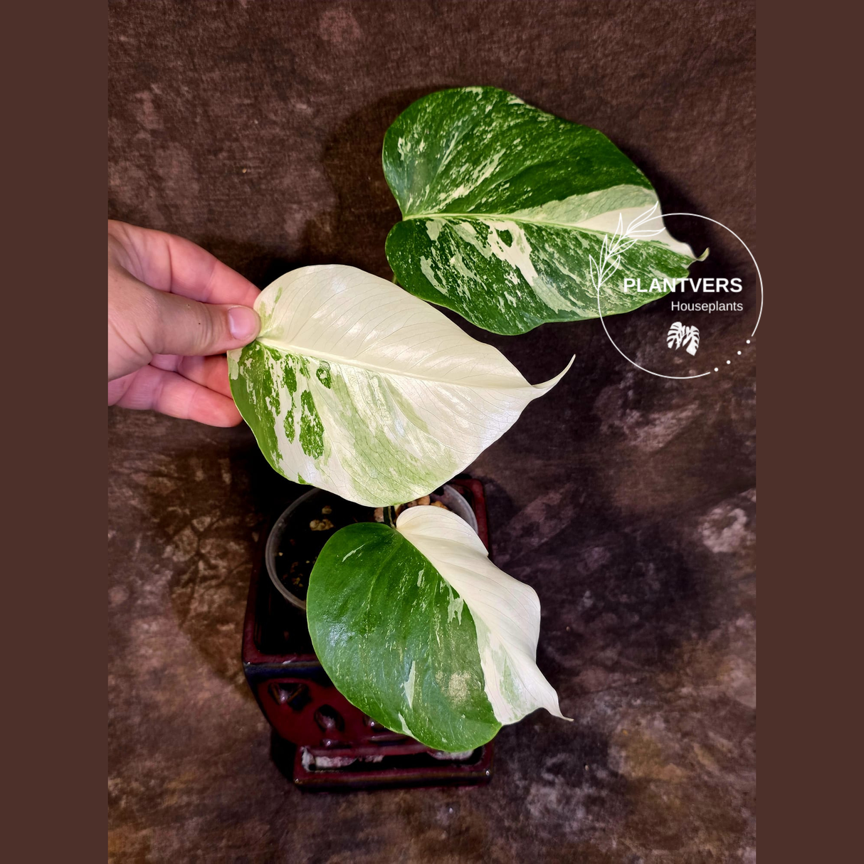 Variegated Monstera Albo - White Monstera Borsigiana Baby Leaf - (June-01-02)