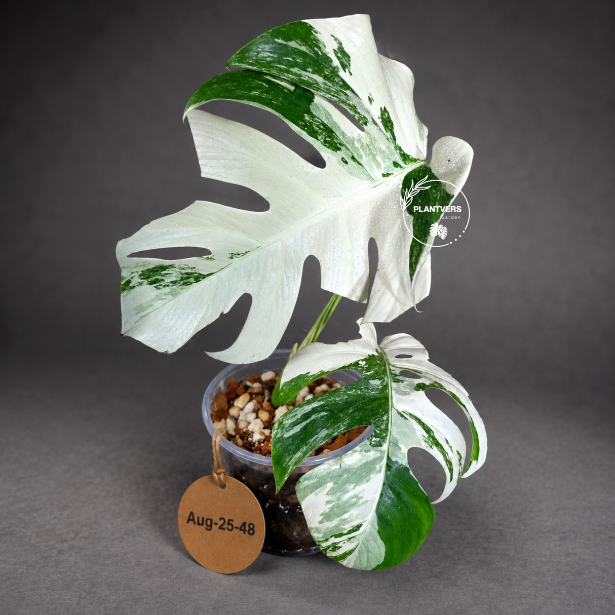 Variegated Monstera Albo - White Albo Borsigiana (Aug-25-48)