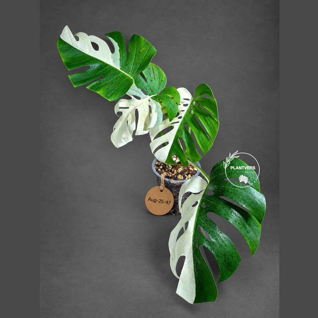 Variegated Monstera Albo - White Albo Borsigiana (Aug-25-47)