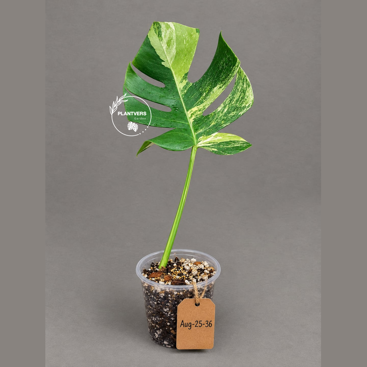 Monstera Borsigiana Aurea Variegated (Aug-25-36)