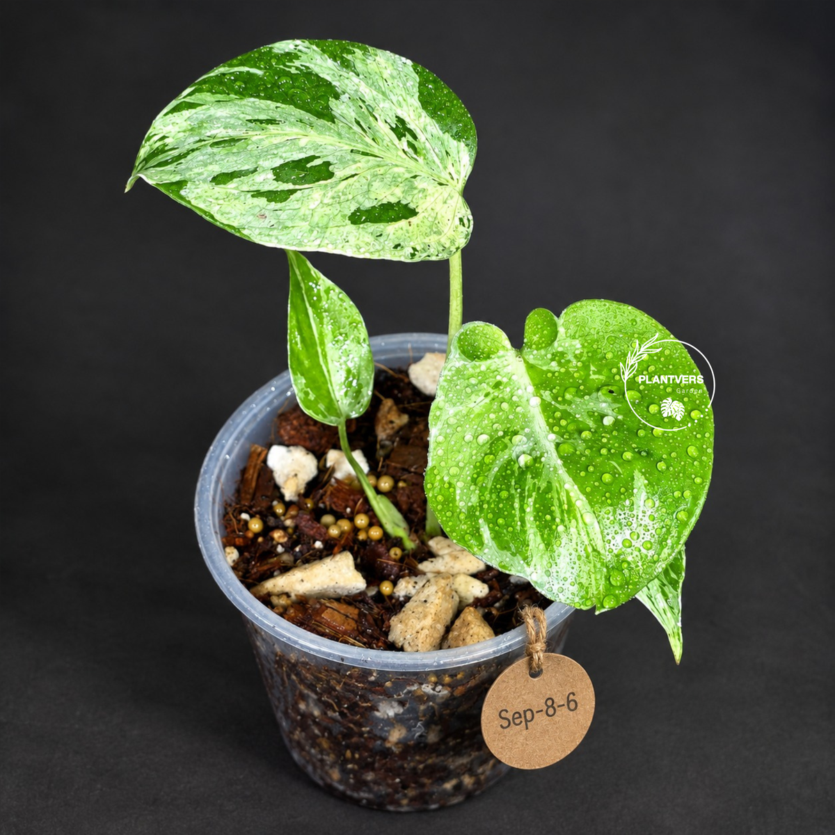 Monstera “Bulbasaur” Variegated - Exact Plant - (Sep-8-6)