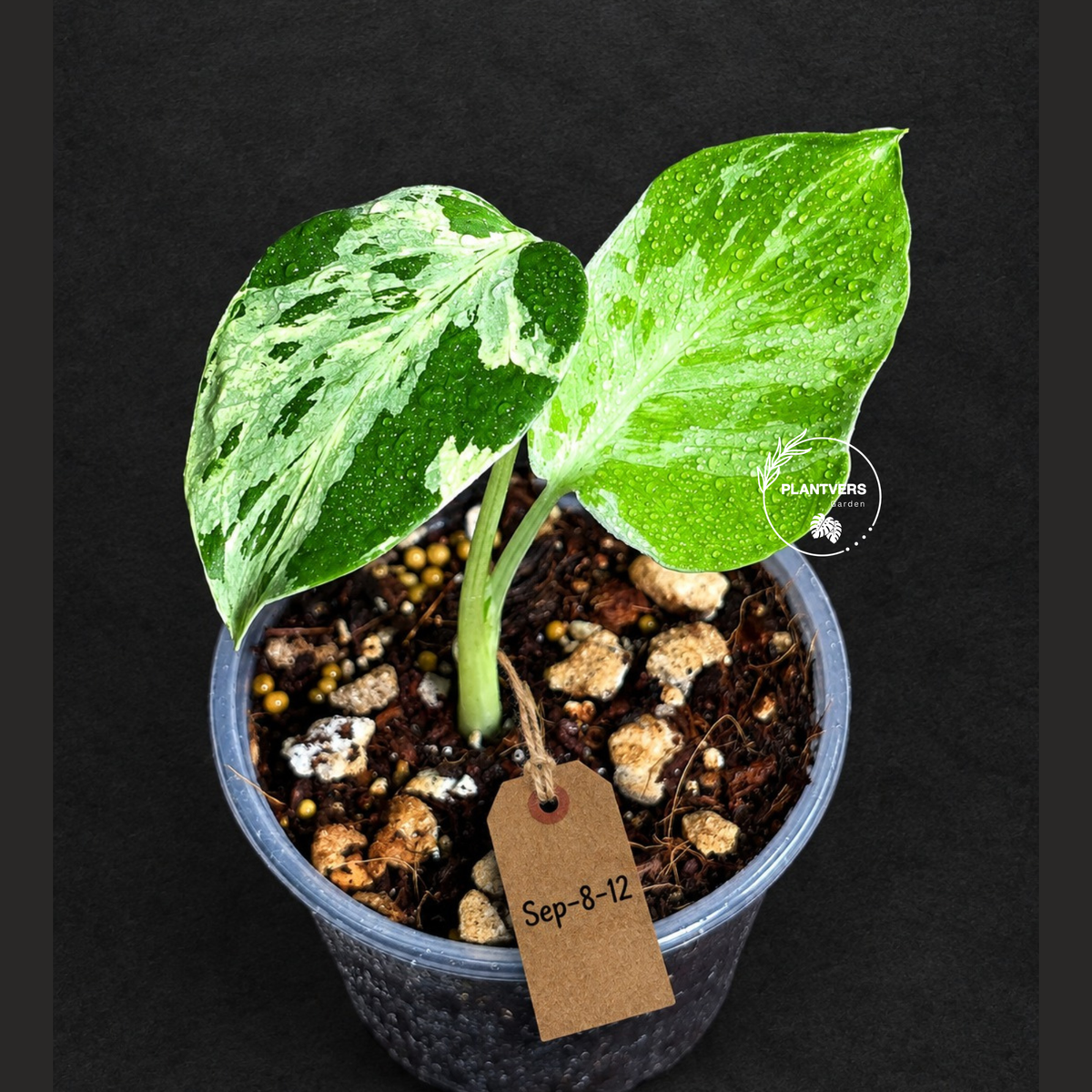Monstera “Bulbasaur” Variegated - Exact Plant - (Sep-8-12)