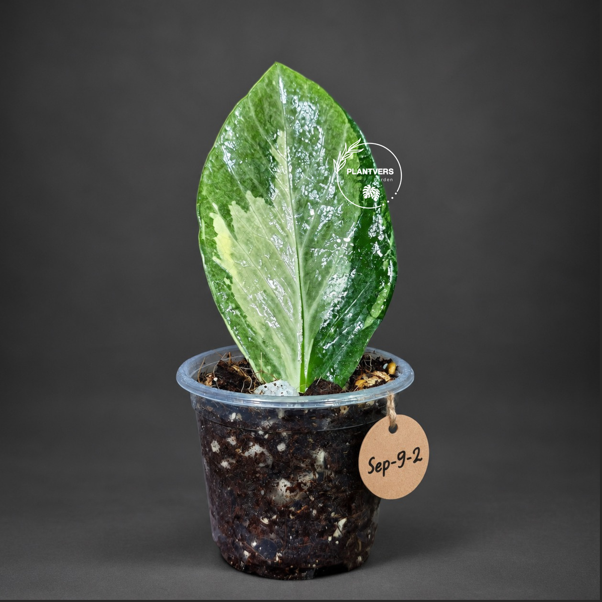 Variegated ZZ Gold Live Plant - Zamioculcas Zamiifolia (Sep-9-2)